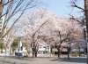 春の絶景に出会う池袋周辺桜だより 特集 まちを楽しむ まいぷれ 豊島区