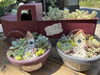 多肉植物の寄せ植え教室