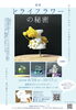 個展「ドライフラワーの秘密」