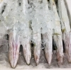 魚魚市場鮮魚コーナーおすすめは シマイサキ カマス です 魚魚の宿のニュース まいぷれ 佐世保