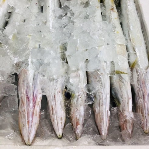 魚魚市場鮮魚コーナーおすすめは シマイサキ カマス です 魚魚の宿のニュース まいぷれ 佐世保 魚魚市場鮮魚コーナーおすすめは シマイサキ カマス です 魚魚の宿のニュース まいぷれ 佐世保