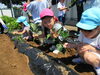 おいしく育ちますように♡「じゃがいも掘り＆さつまいもの苗植え」