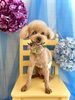 シュンくん「わんこと紫陽花」