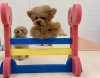 くまくんジャンプ💨「ましゅまろ幼稚園🐾」
