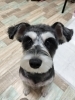 トリミング🧴🫧スッキリしたね😊「⚾️草薙球場のすぐ近く⚾️小型犬専門のホテルとトリミング🐶✨️自宅の様にリラックスできるサロンです😊♪」