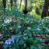3500株の紫陽花「まいぷれ橿原編集部活動日記。お出かけスポット【あじさい✕久米寺】 境内のアジサイが見頃です。」
