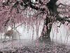 ミスト効果で幻想的❗️「鈴鹿の森庭園🌸」