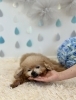 ミルキーくん　１８歳　👑「シニアわんこと梅雨☔️」