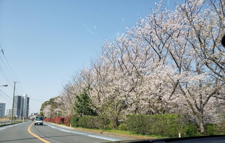 海老川沿い　桜「4月もよろしくお願いいたします。　買取専門　おたからや　大神宮下駅本店　船橋　津田沼　千葉」