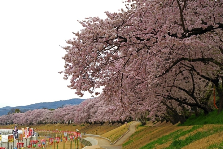 岡山市中区のお花見特集 岡山市 瀬戸内市 さくら お花見スポット まいぷれ 岡山市中区 南区 岡山市中区のお花見特集 岡山市 瀬戸内市 さくら お花見スポット まいぷれ 岡山市中区 南区