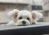 おねむなハナちゃん♡「今日のわんちゃん☆（西京区トリミングサロン・ペットホテル・訓練）」