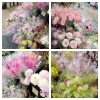 「【はなやHOK皆生店】お正月のお花たくさんあります！」