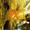 秋　祭り　イベント