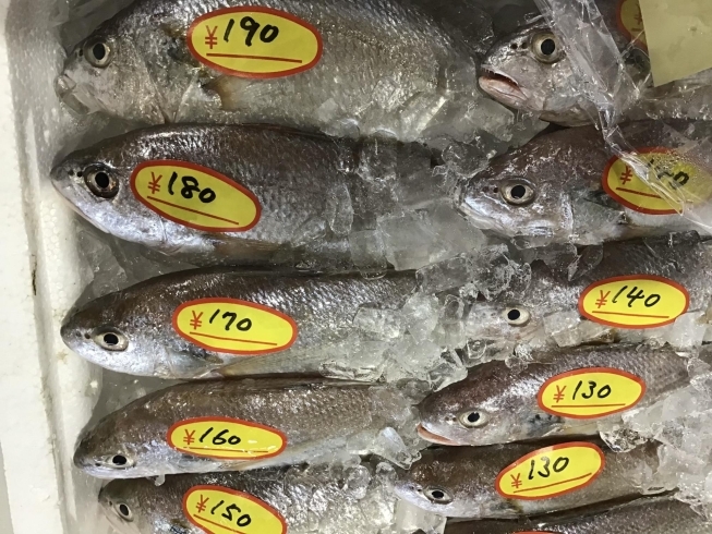 「魚魚市場鮮魚コーナーおすすめは「天然鯛」です♪」
