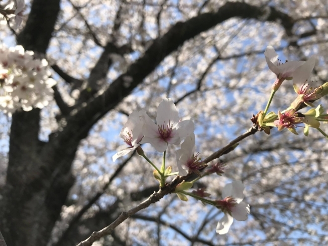 「豊明・東郷・日進・長久手の桜の名所といえば・・・」