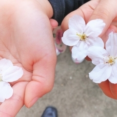修徳公園　ゆっくり桜を楽しむための穴場スポットNo.10