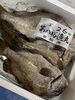 「岩船港直売所本日営業致します」