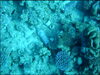 親子で楽しむ　多文化ワークショップ　～海ごみのなぜを追え！～