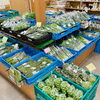 「直売所では、地元産野菜の入荷が増えてきました！」