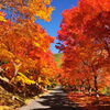 もみじ湖紅葉祭り
