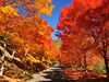 もみじ湖紅葉祭り
