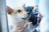 動物愛護写真展「いのちをみつめる」