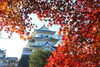 上野公園の紅葉
