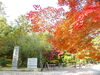 上野公園の紅葉