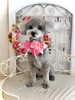 プリンちゃん「わんこと秋桜」