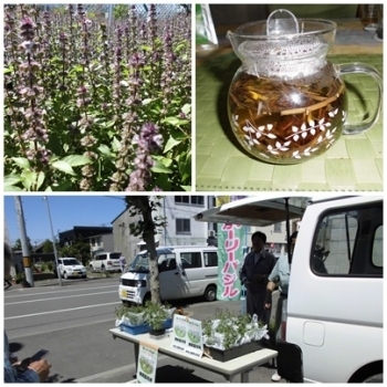 花や葉はハーブティーに。その他は薬湯にも使えます。<br>下の写真は中本土建で無料配布中の様子。