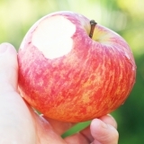 【佐賀三瀬・りんご狩り】もぎたてリンゴをまるかじり！