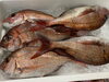 「本日鮮魚入荷致しました。[岩牡蠣は７月から販売致します。]」