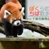 千葉市動物公園へ！職員さんに学ぶおすすめコースまとめ