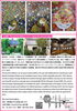 大屋 和香 個展『今日から世界は君のもの』