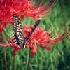 彼岸花とアゲハ蝶
