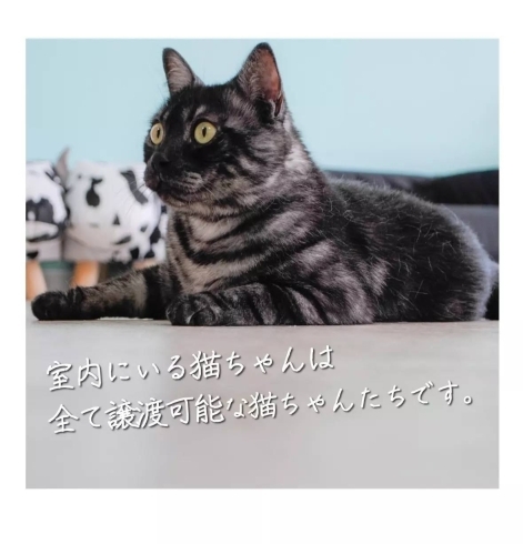 入間市に猫カフェopen 譲渡会 犬猫譲渡会 猫カフェ 譲渡型 狭山湖動物霊園 狭山湖動物霊園のニュース まいぷれ 所沢市 入間市に猫カフェopen 譲渡会 犬猫譲渡会 猫カフェ 譲渡型 狭山湖動物霊園 狭山湖動物霊園のニュース まいぷれ 所沢市