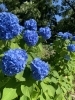 最上公園のあじさい「あじさいの開花状況♪」