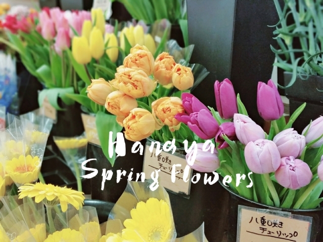 「【ホック皆生店】春の花々」