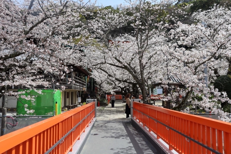 昨年冬からできたエレベーターまでの橋からの様子「紀三井寺の桜は満開です！」