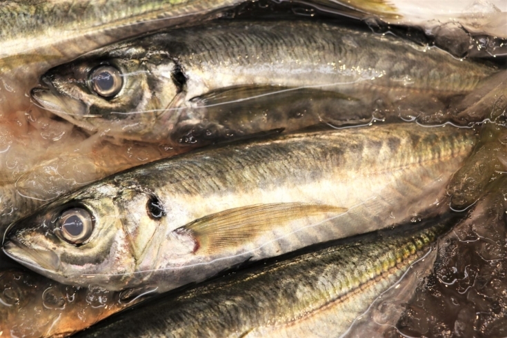 長崎　真鯵「八千代市、佐倉市の鮮魚店  京成、東葉勝田台駅から徒歩10分　 魚や山粋（ヤマスイ) 【6/3地魚から旬物、人気の定番品まで大奉仕。)】」