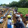 【茨城県行方市】初夏の畑に響く歓声！ 「ジャガイモ収穫体験」スタート