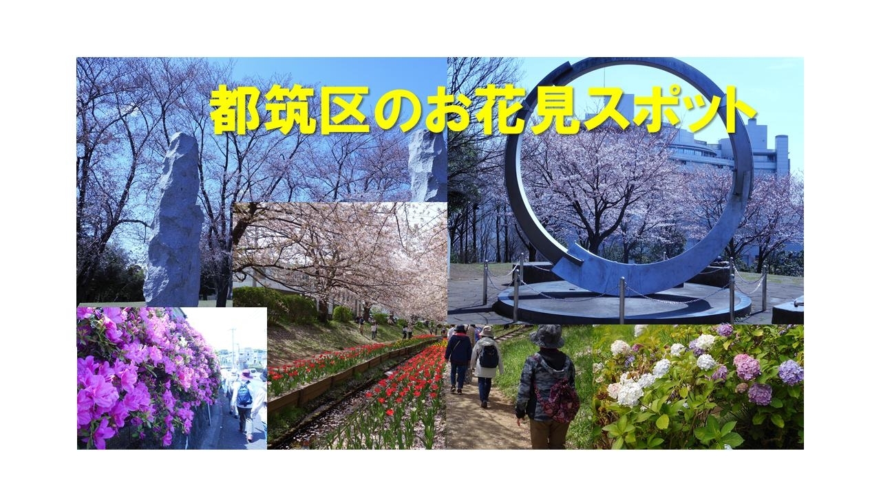 都筑区のお花見スポット まいぷれ 横浜市都筑区 都筑区のお花見スポット まいぷれ 横浜市都筑区