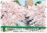 6.面影橋
桜の名所として知られる「面影橋」。春には神田川両岸の桜が満開に。