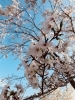 さくら満開「花よりカープ(❛ᴗ❛人)✧斐川町 仏壇」
