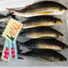 「魚魚市場鮮魚コーナーおすすめ商品は「イサキ・イトヨリ」です♪」