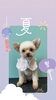 「Dog salon mofu mofu　余市町」