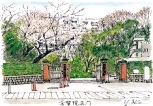 12.学習院大学正門
春には桜の花びらが華やかに彩る学習院大学正門。