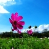 コスモスの花畑と青空