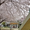 高瀬川正面児童公園（菊浜公園）　ゆっくり桜を楽しむための穴場スポットNo.12