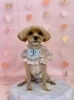 こむぎくん「ピンクバレンタイン💕」